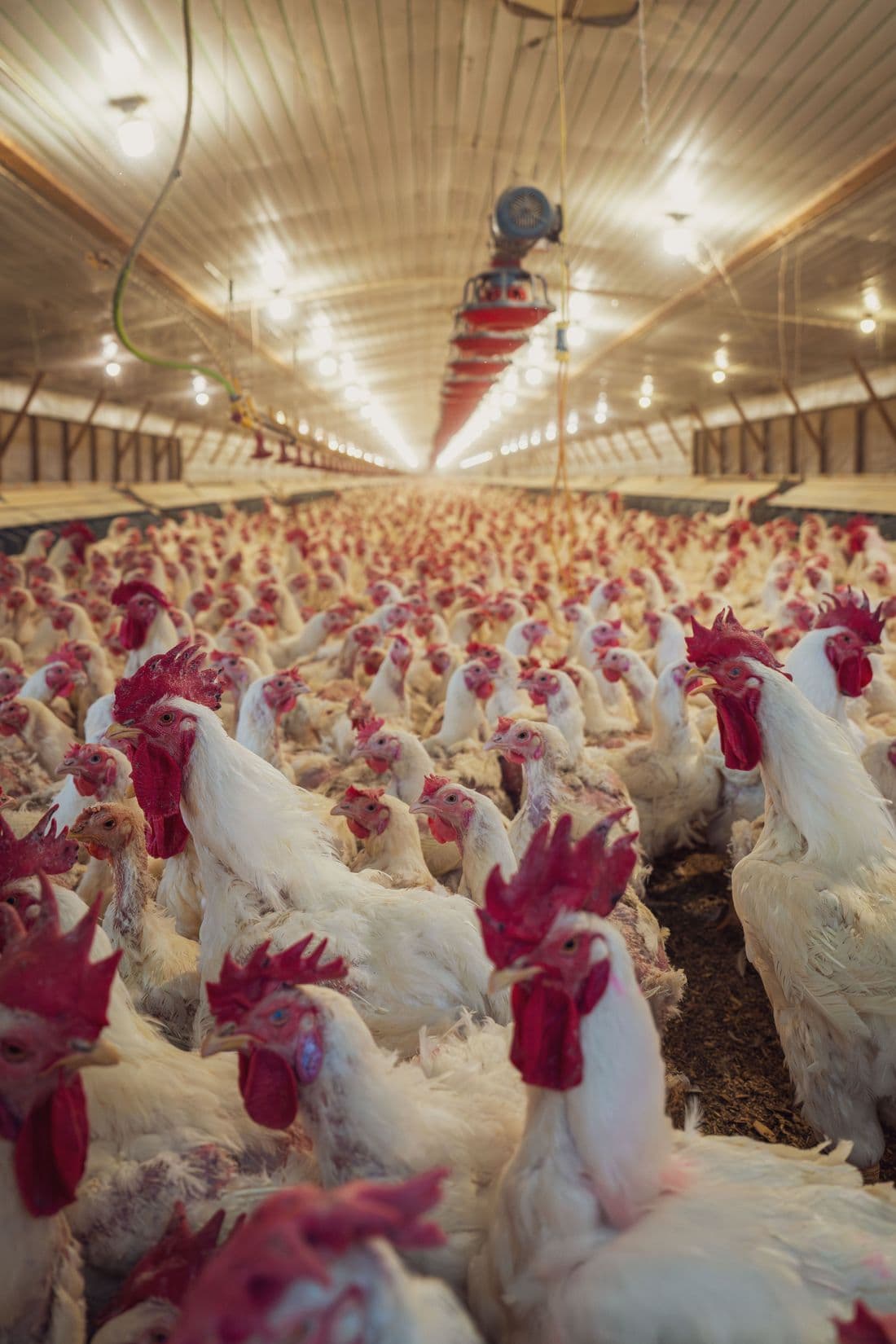 Dense flock of broilers under the lights of a commercial poultry barn