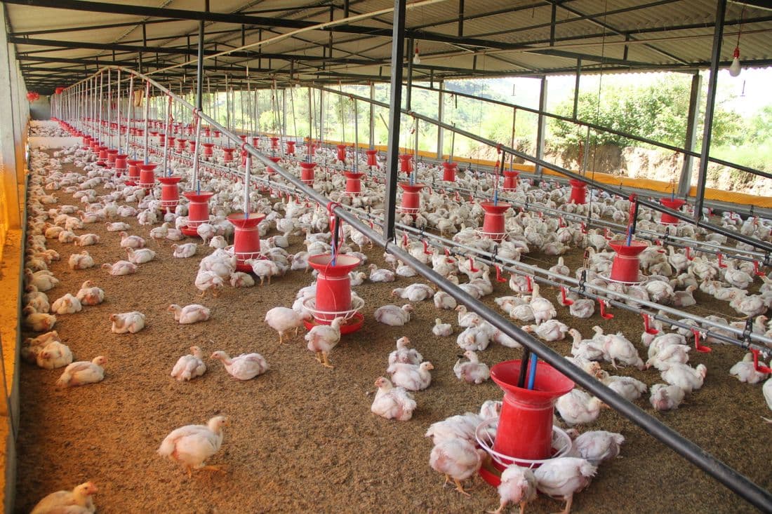 Automated feeder lines running the length of a poultry house