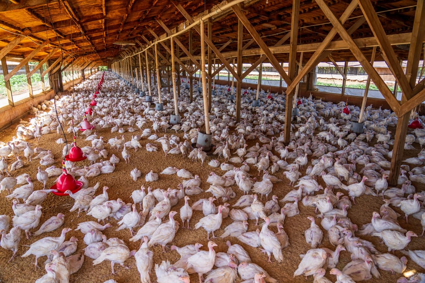 Thousands of birds spread across the floor of a large poultry house