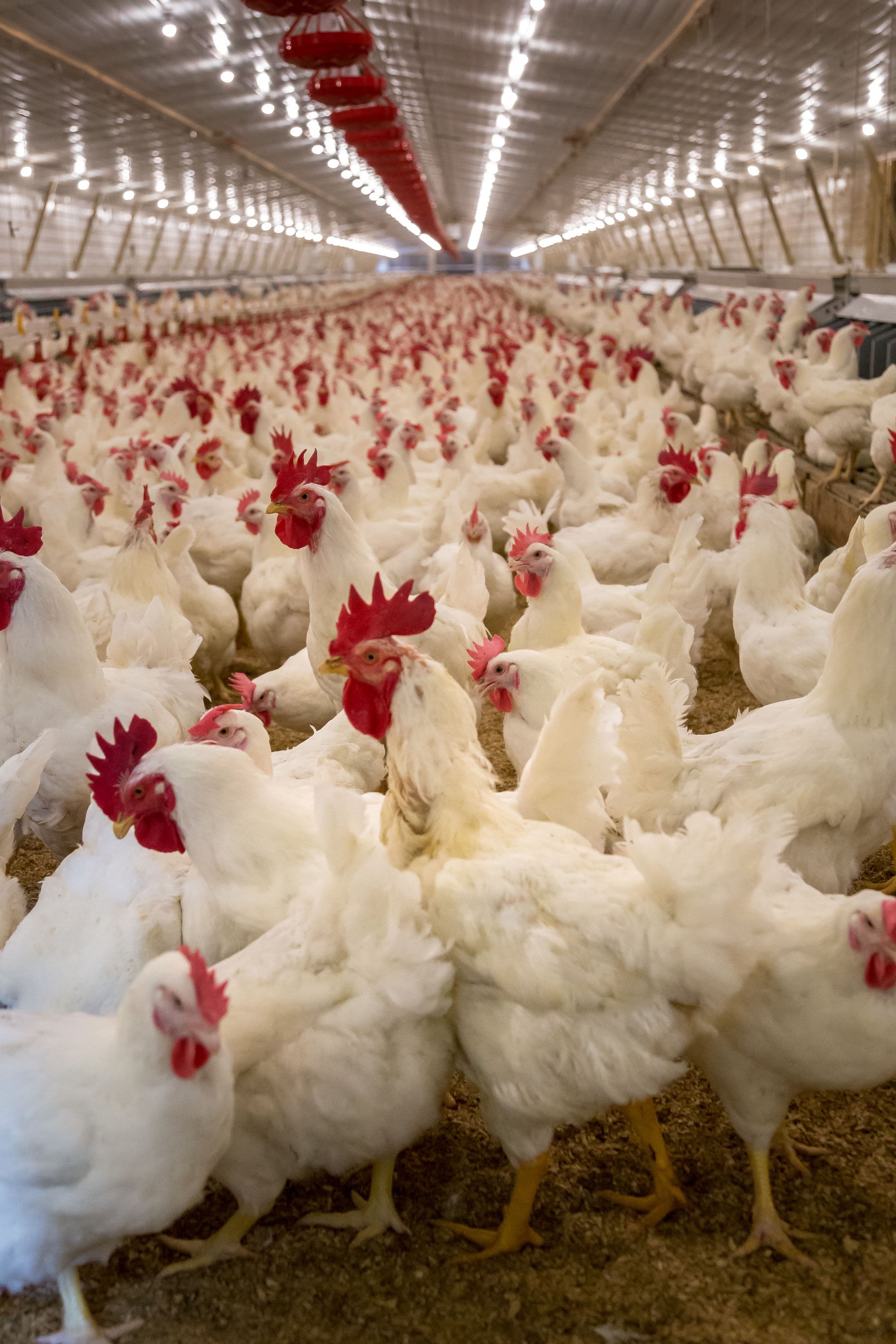 Broilers crowded together at floor level inside a house